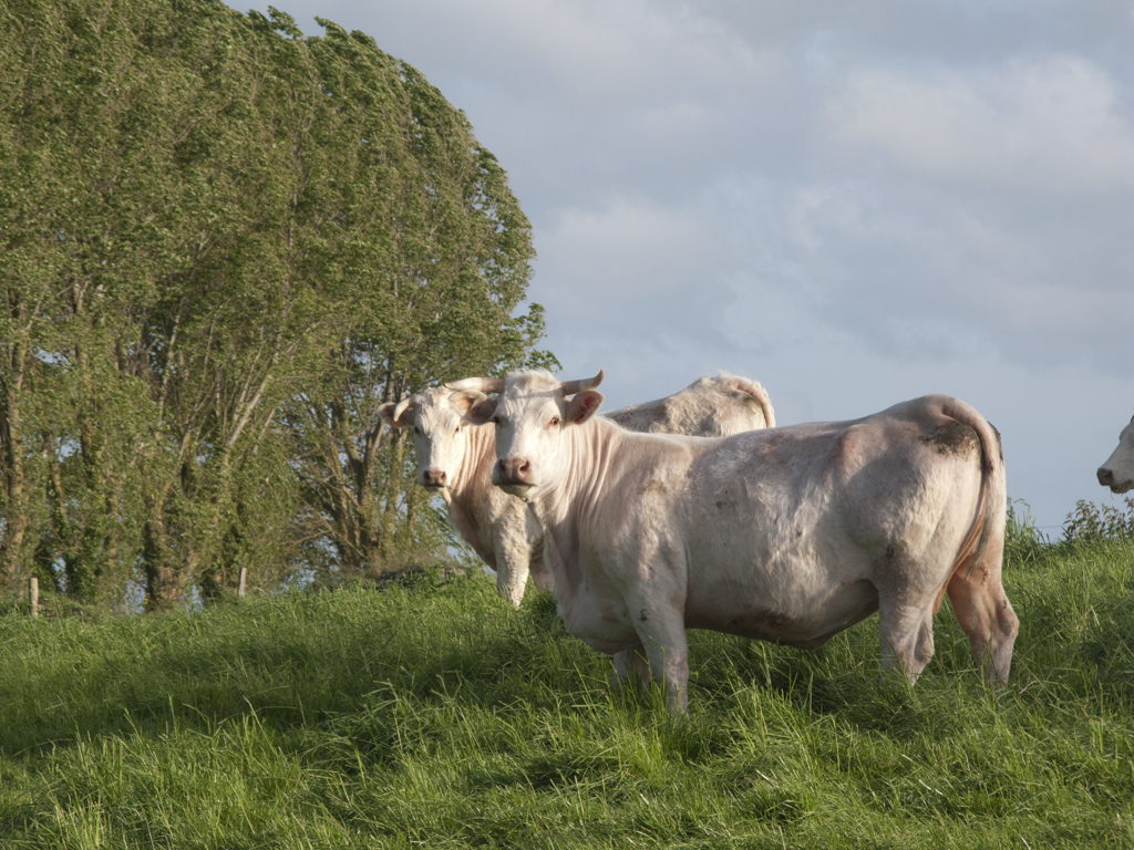 Ferme de la Rançonnière - Huge Cows!