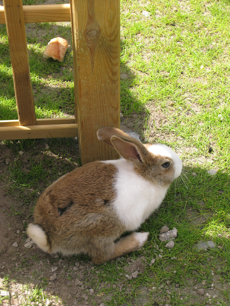 Bunnies! - At a cafe outside of Mont Saint-Michel