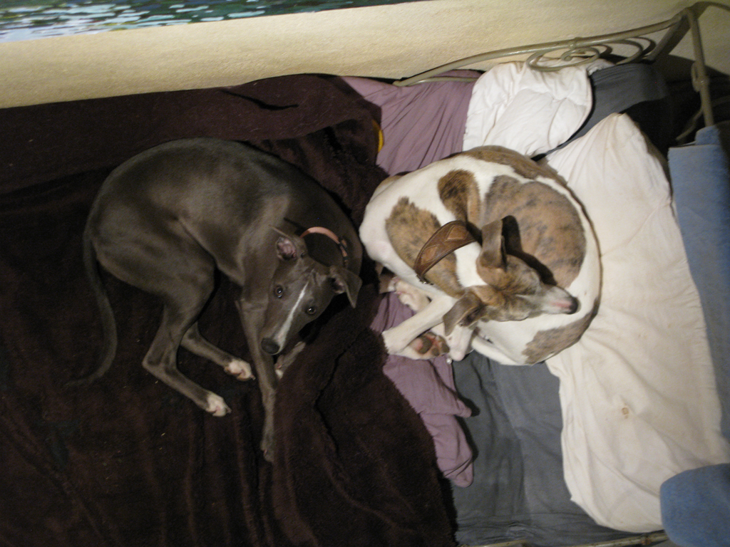 Manoir de Kerledan - Whippets Bella and Grafitti (Fiti) wait for Dazzle (Daz) as they settle in for the night