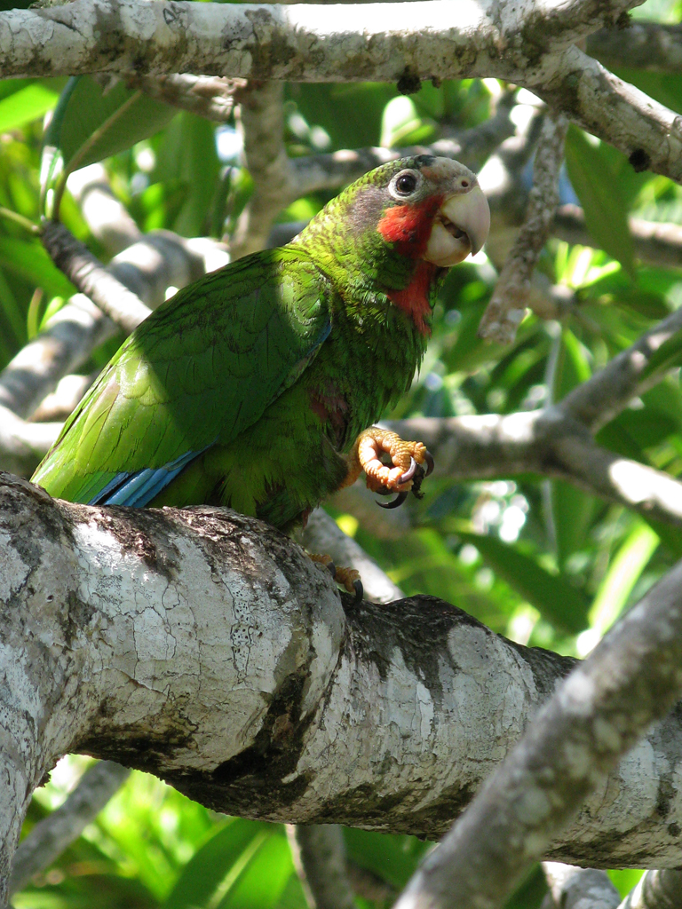 Queen Elizabeth II Botanic Park | Grand Cayman Amazon Parrot