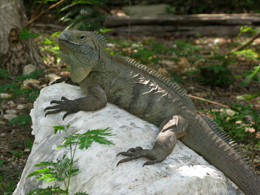 Queen Elizabeth II Botanic Park | Another Shot of "Tucci" the Blue Iguana