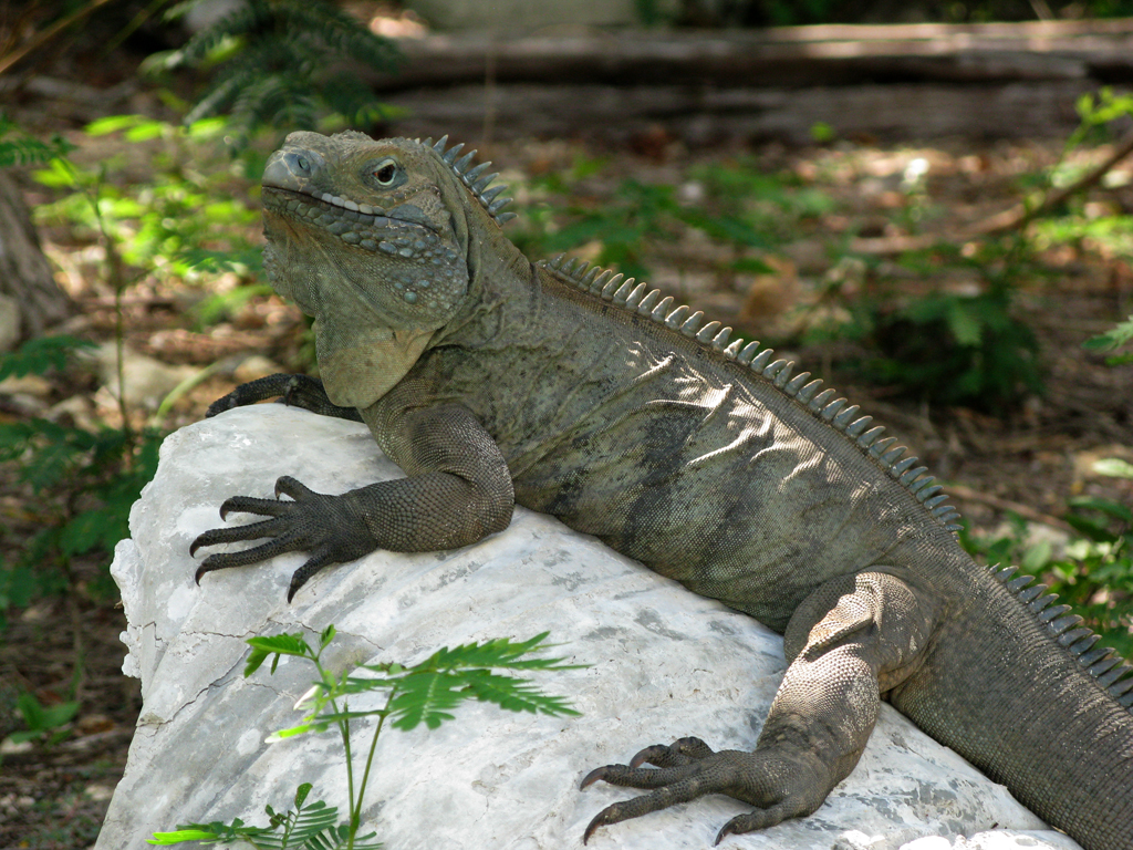 Queen Elizabeth II Botanic Park | "Tucci" the Blue Iguana | Many Thanks to Hal for the Private Tour