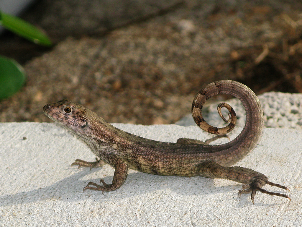 Sea Palm Villas | Curly-tailed Lizard