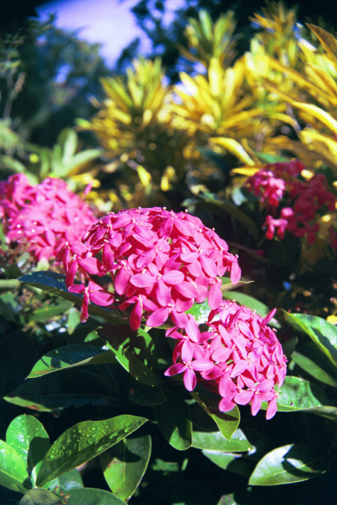 Local Flowers
