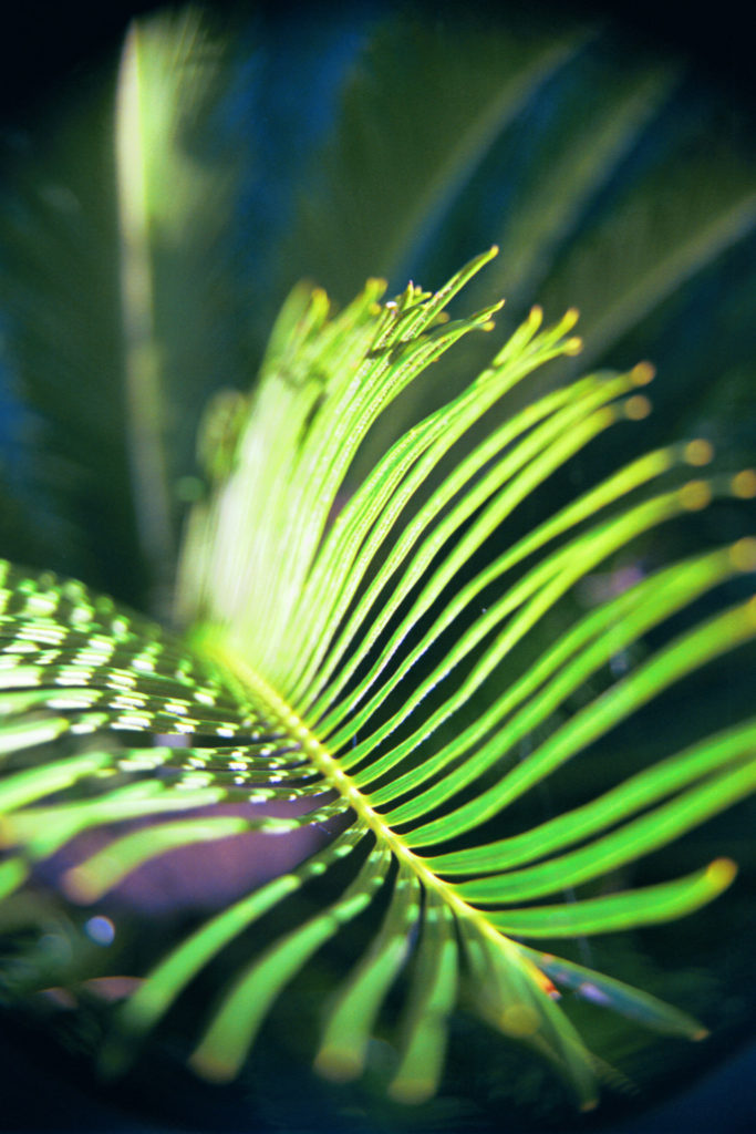 Local Flora
