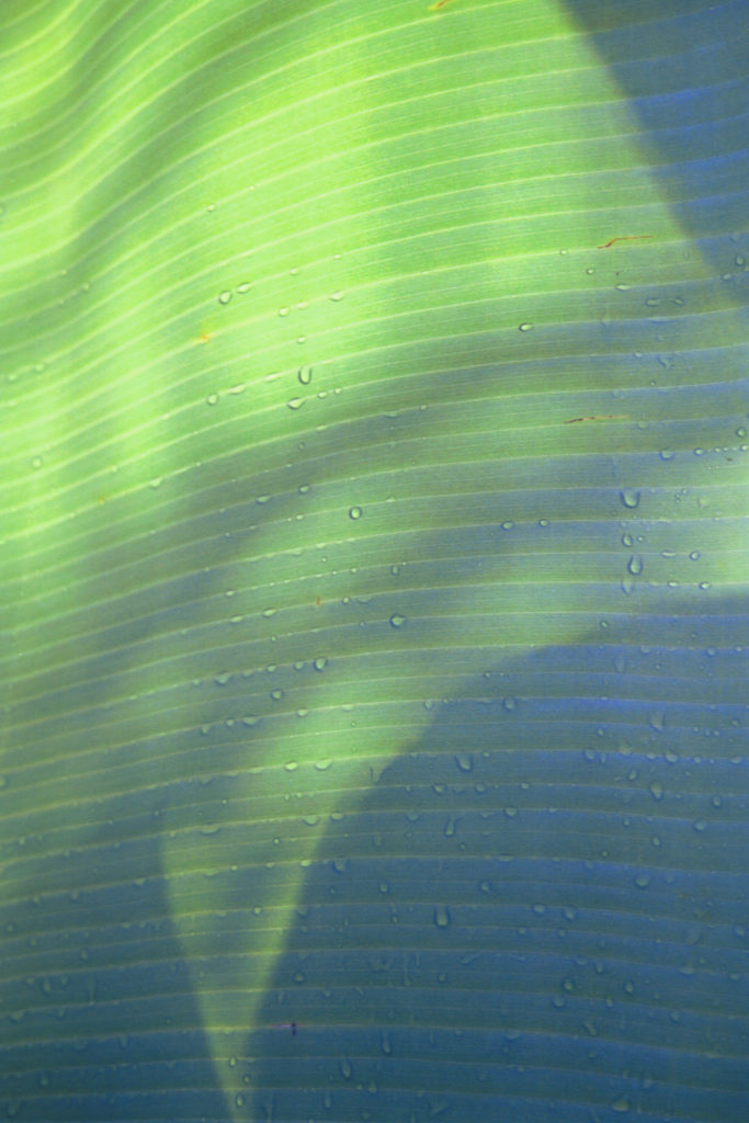 Tortolla Banana Frond