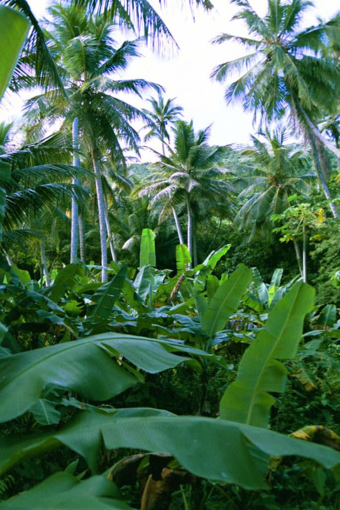 Tortolla Banana Trees