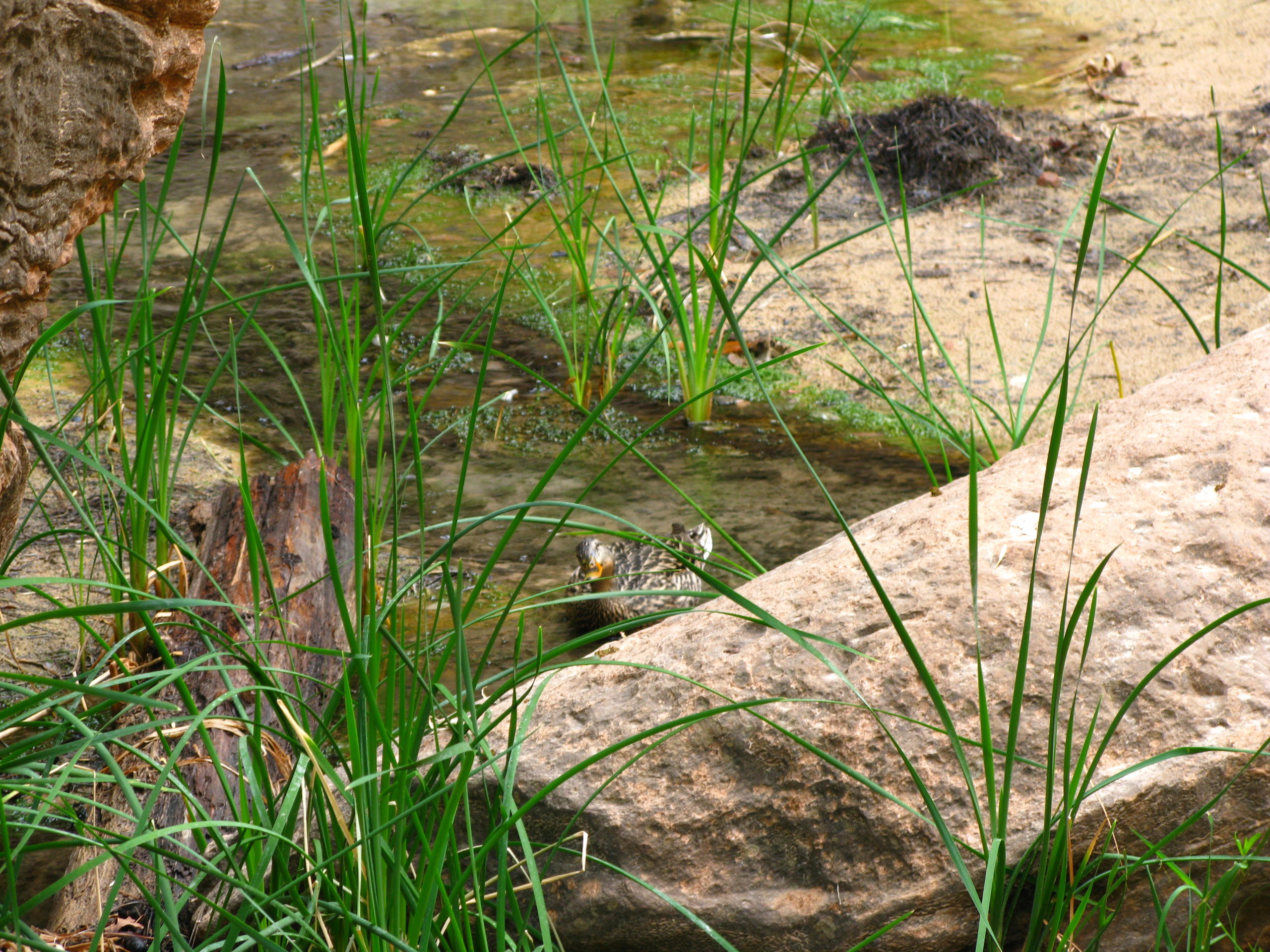 Zion Park Riverside Walk