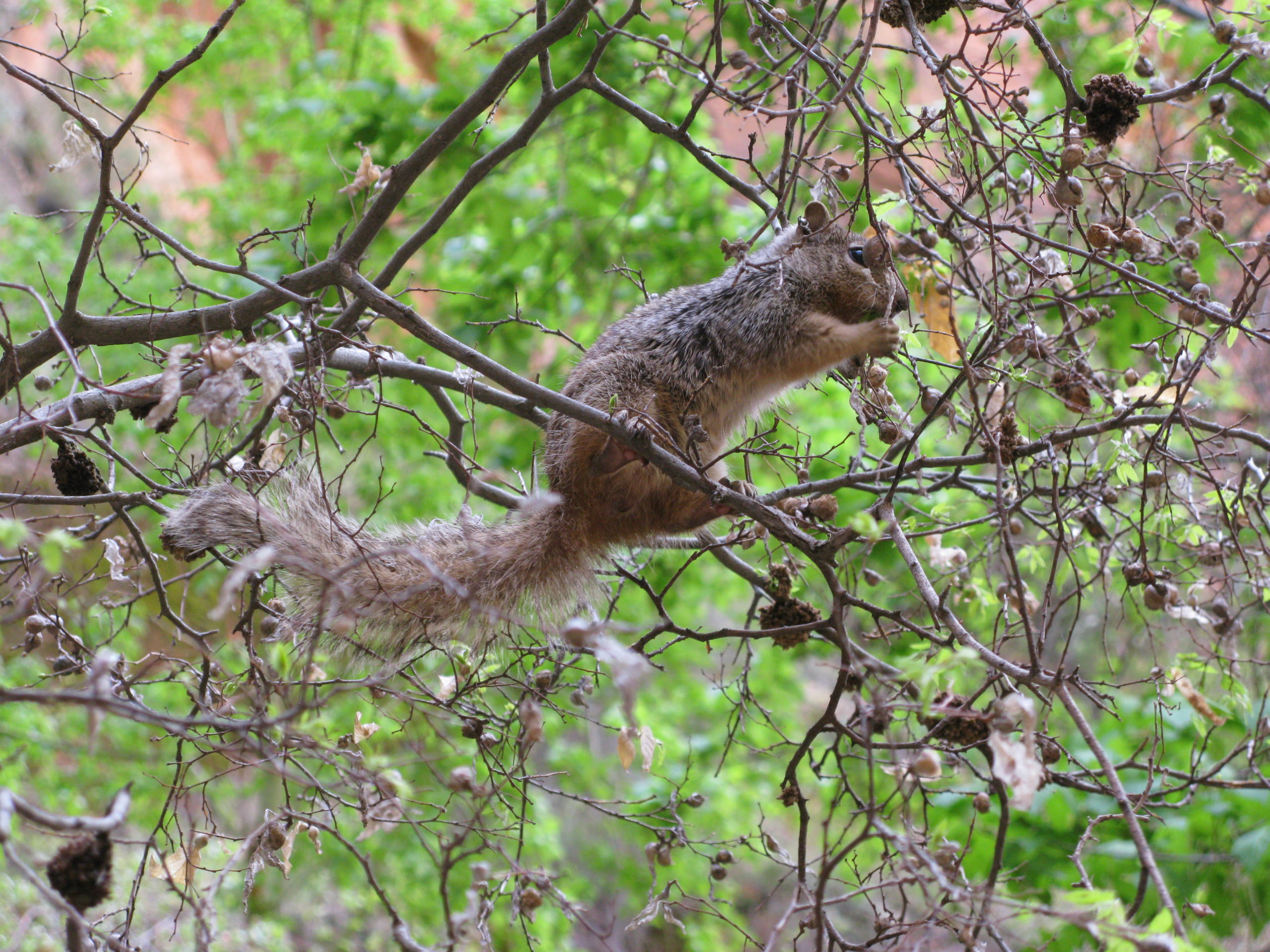 Zion Park Riverside Walk