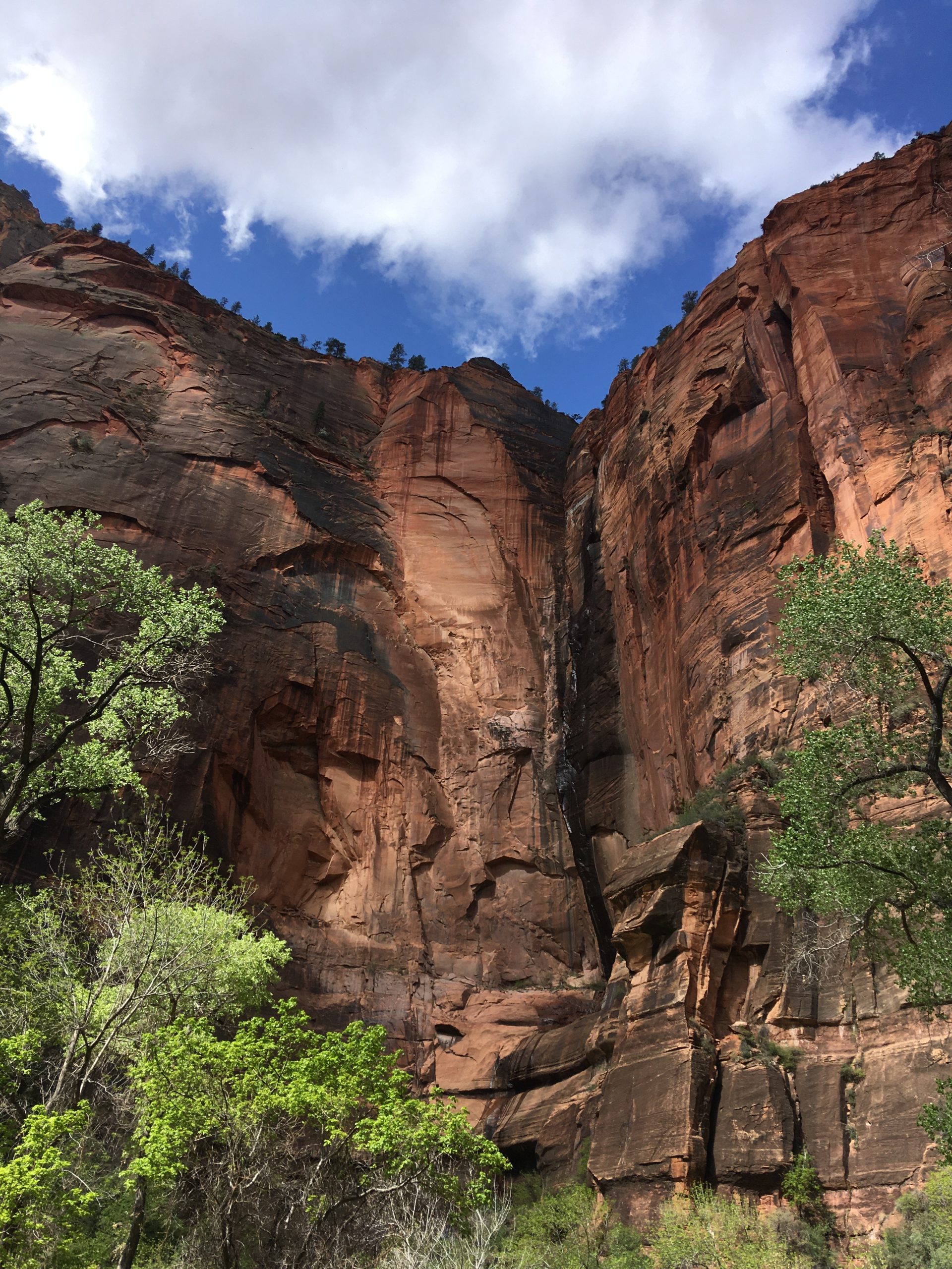 Zion Park Riverside Walk