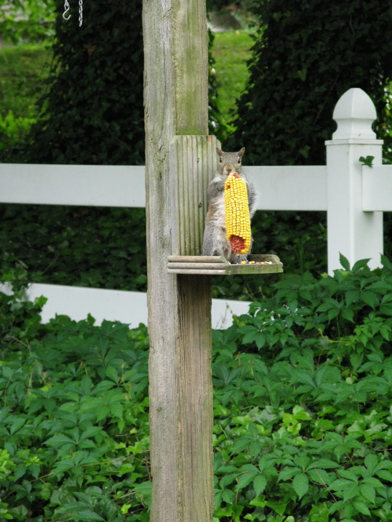 Brevard - Squirrel & Corn Cob