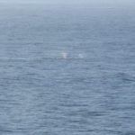 Humpback Whales Blow on the way to Ketchikan