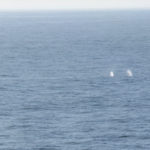 Humpback Whales Blow on the way to Ketchikan