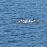 Orcas on the way from Ketchikan to Juneau
