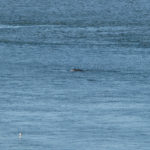 Humpback Whales on the way from Ketchikan to Juneau