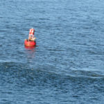 Steller Seals on the way from Ketchikan to Juneau