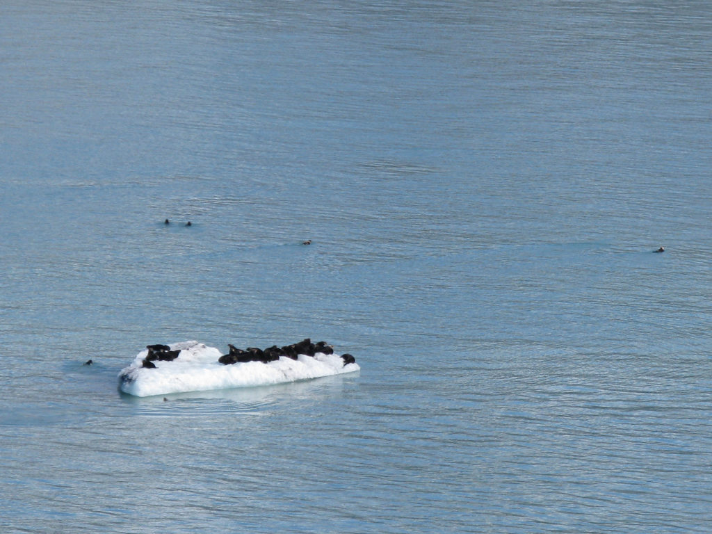 Glacier Bay - Sea Otters Rest