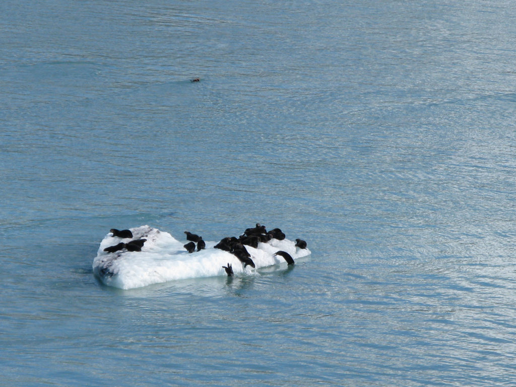 Glacier Bay - Sea Otters Flee