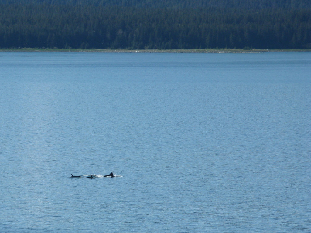 Glacier Bay - Orcas