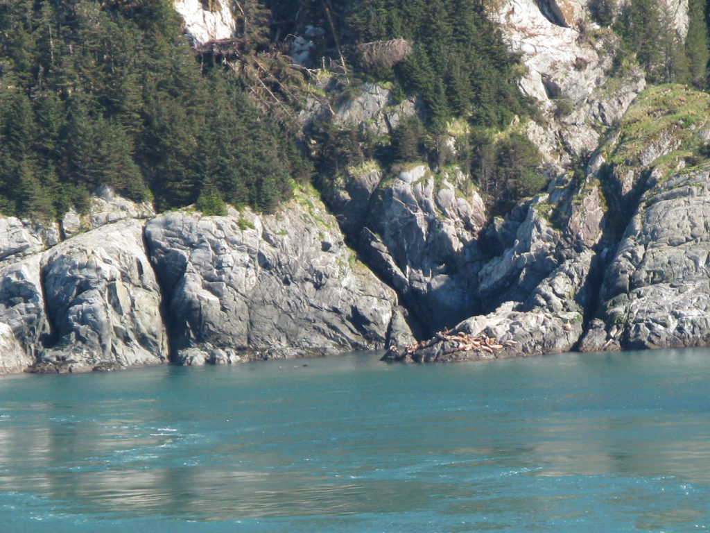 Glacier Bay - Steller Seals