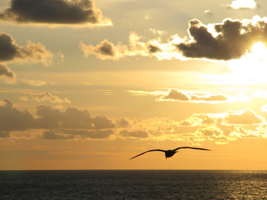 Seagull Sunset at Livorno