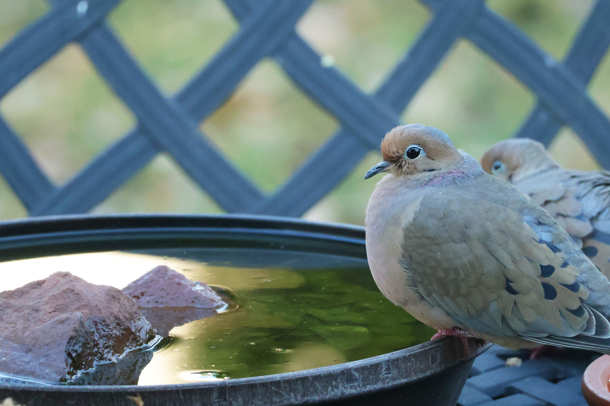 Mourning Doves at the Bird Bath
