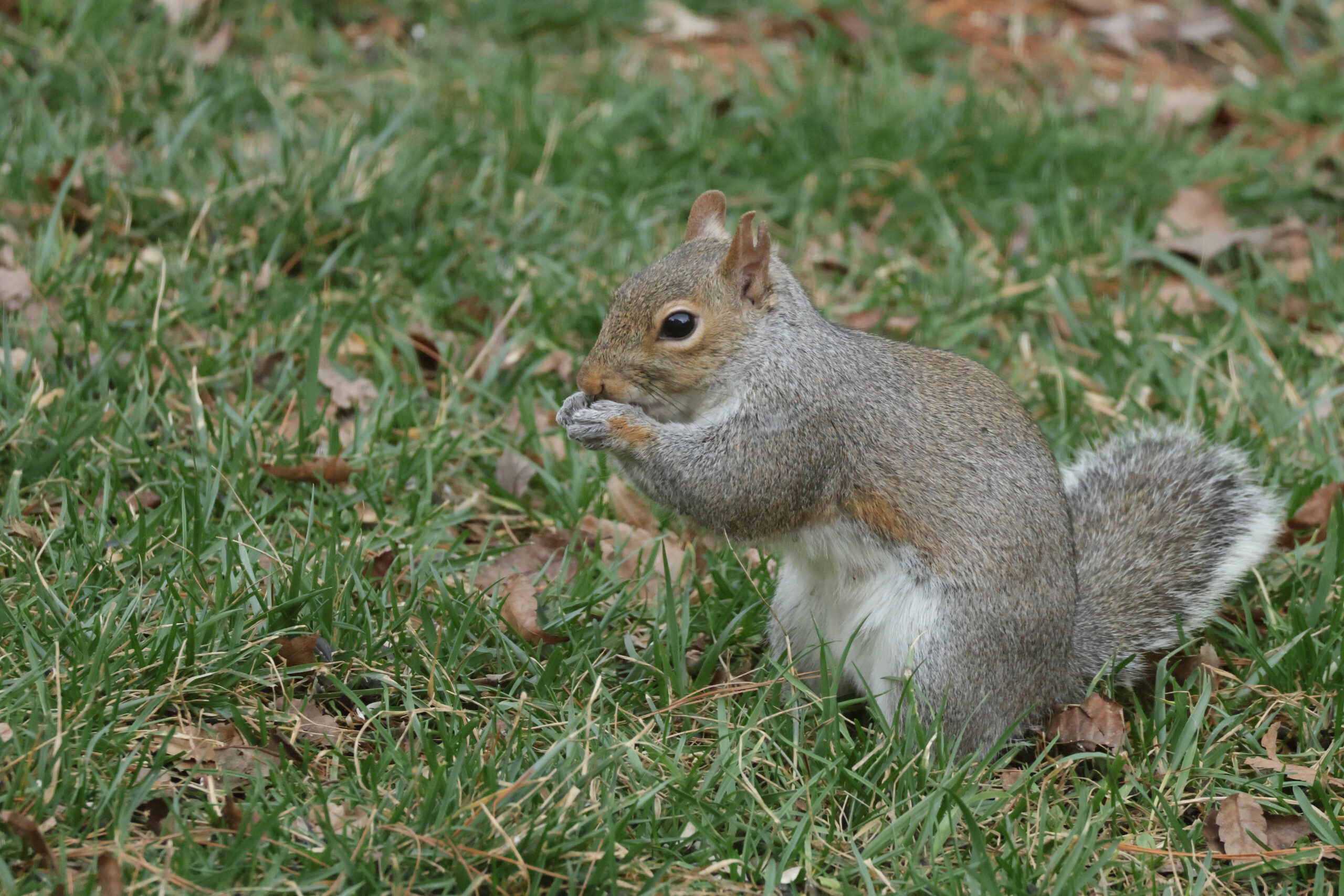 Backyard Squirrel under Bird Feeder