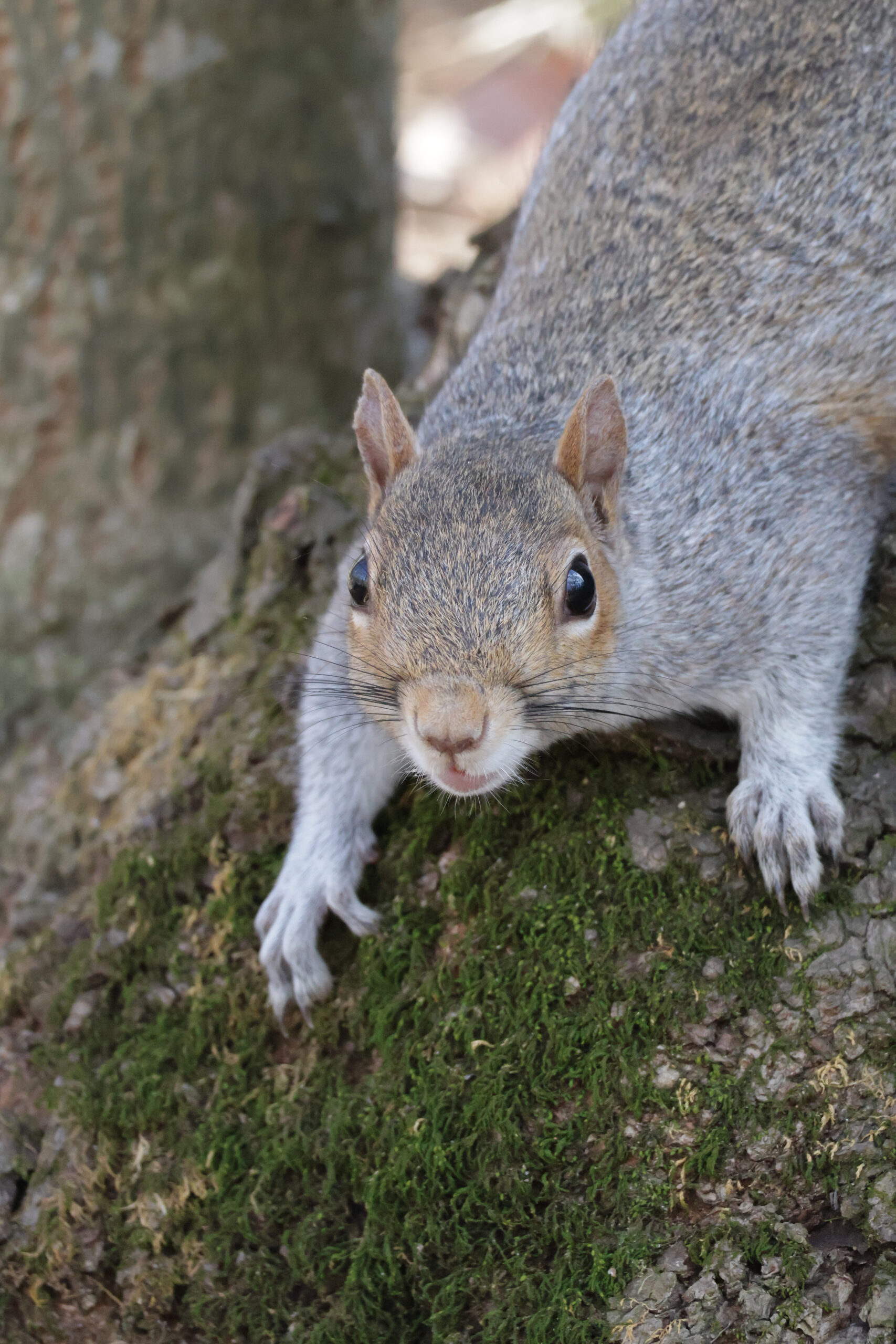 Squirrel Says Hello
