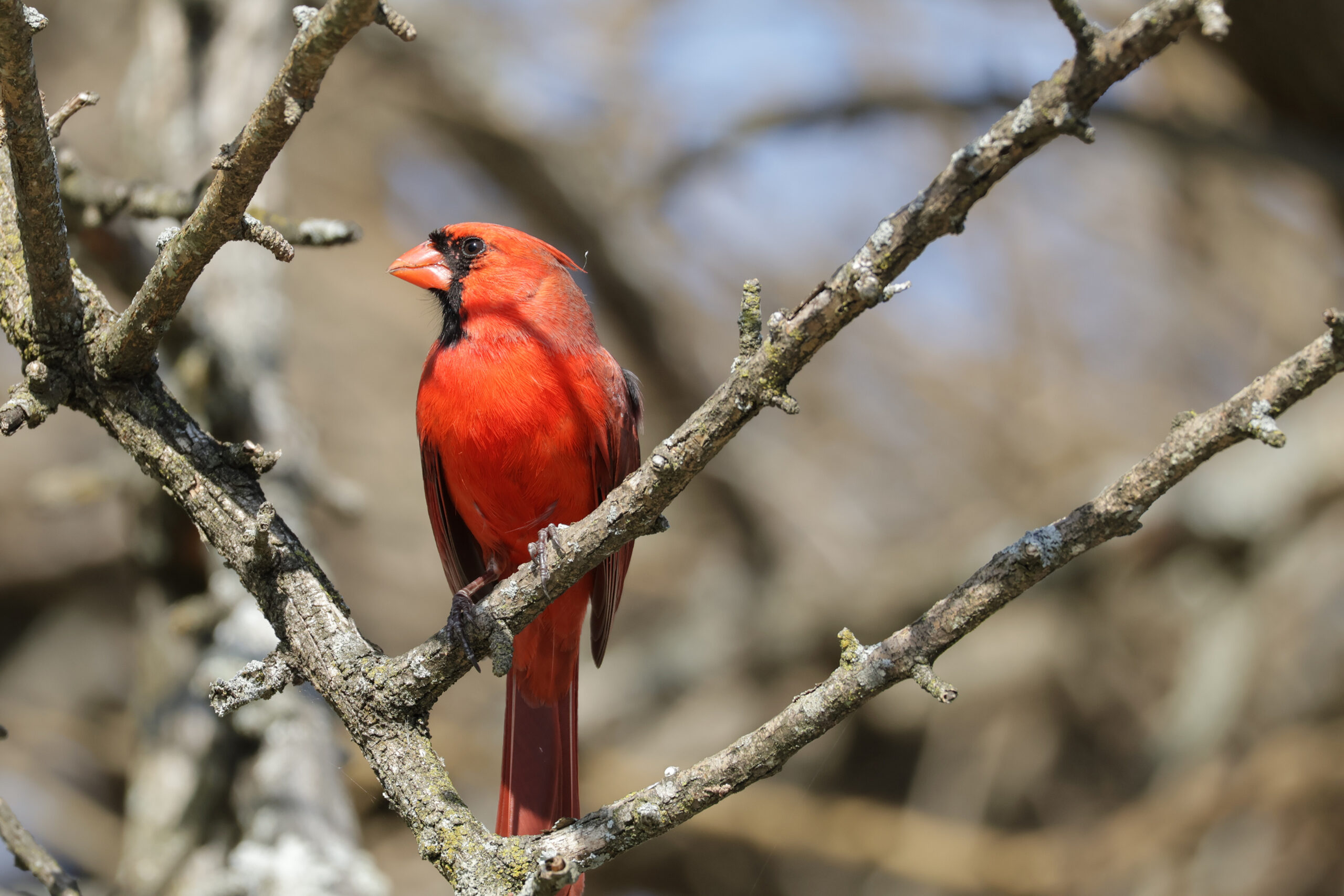 Male Cardinal on Osage Orange Branch