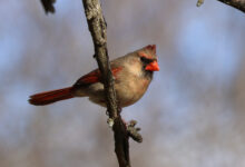 Female Cardinal Portrait
