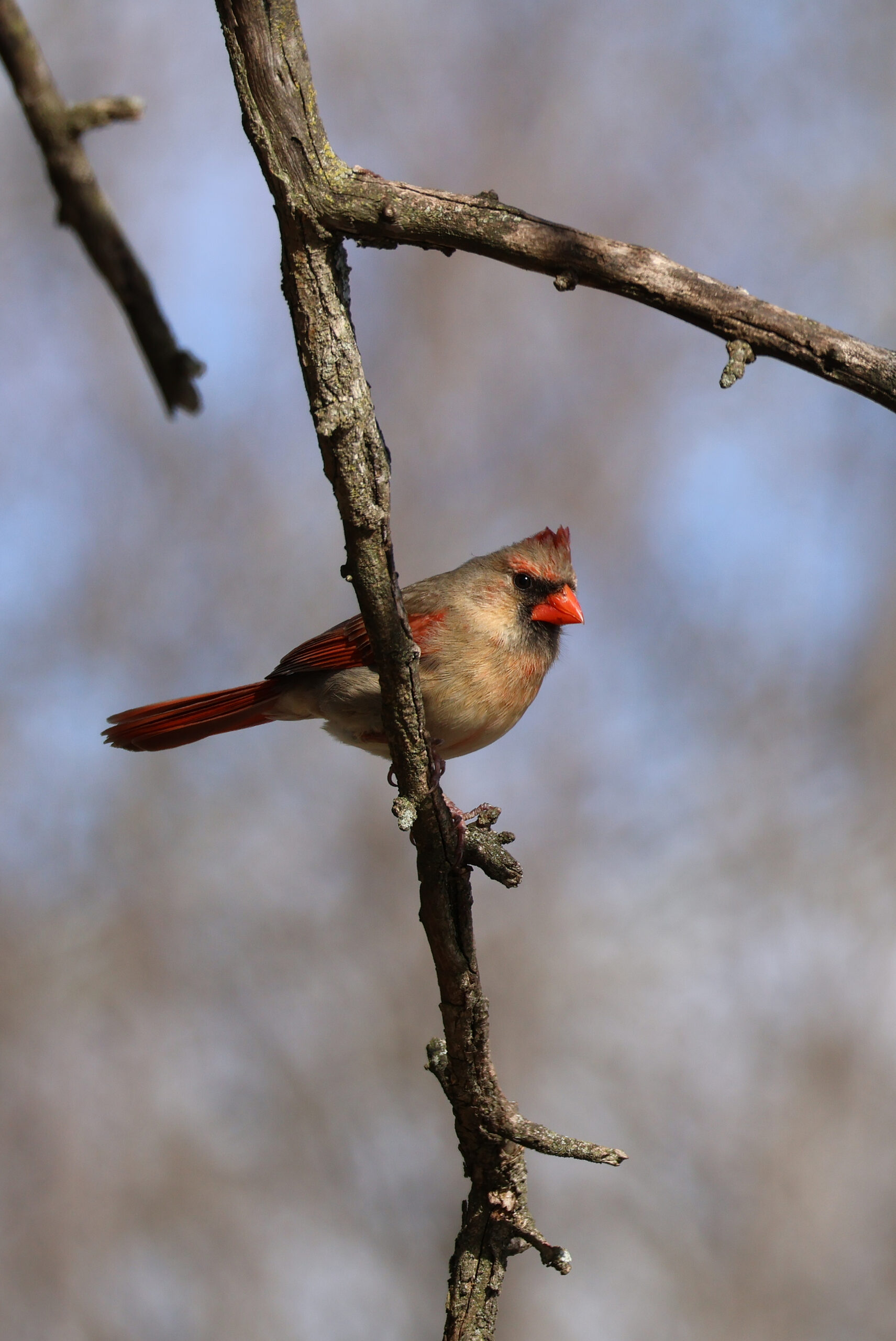 Female Cardinal on Osage Orange Branch