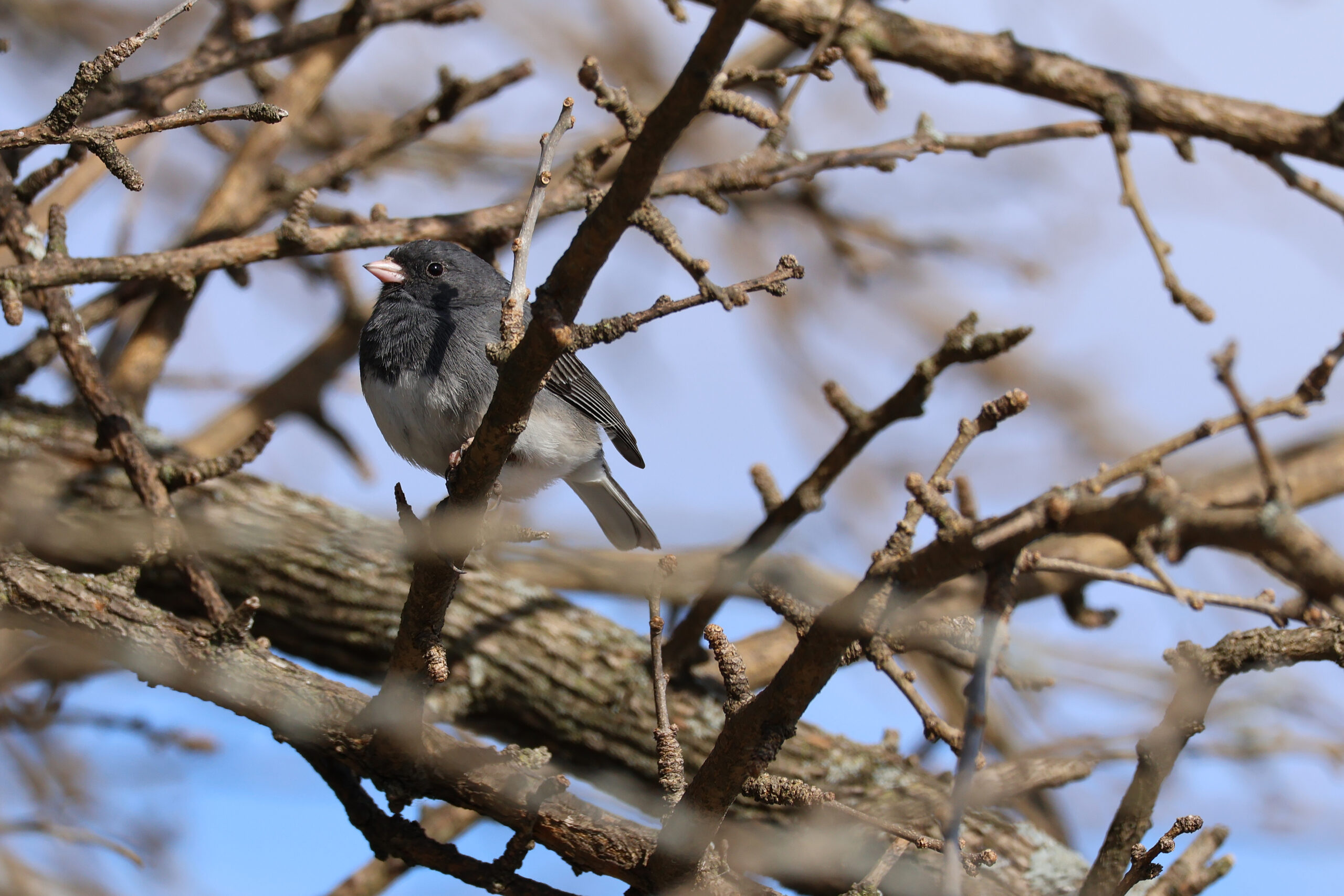 Dark Eyed Junco in Twigs