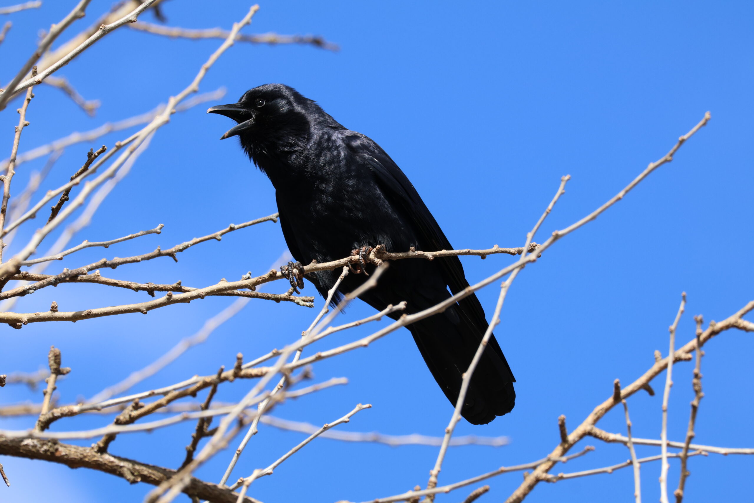 Blackbird Perched High