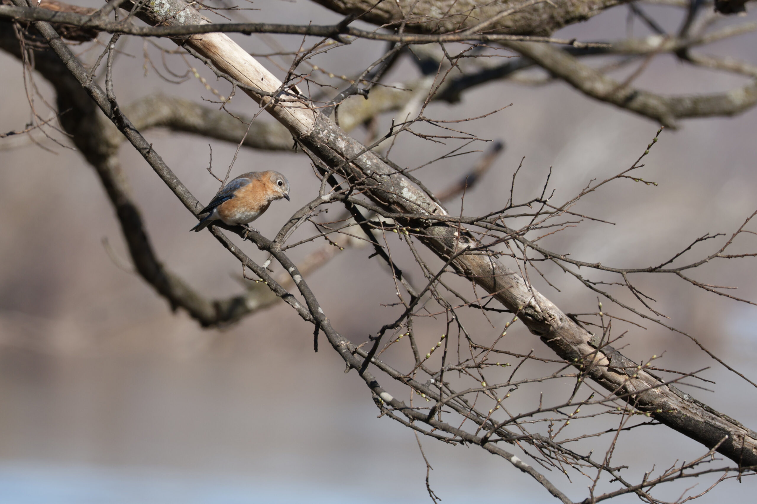 Bluebird on a Branch