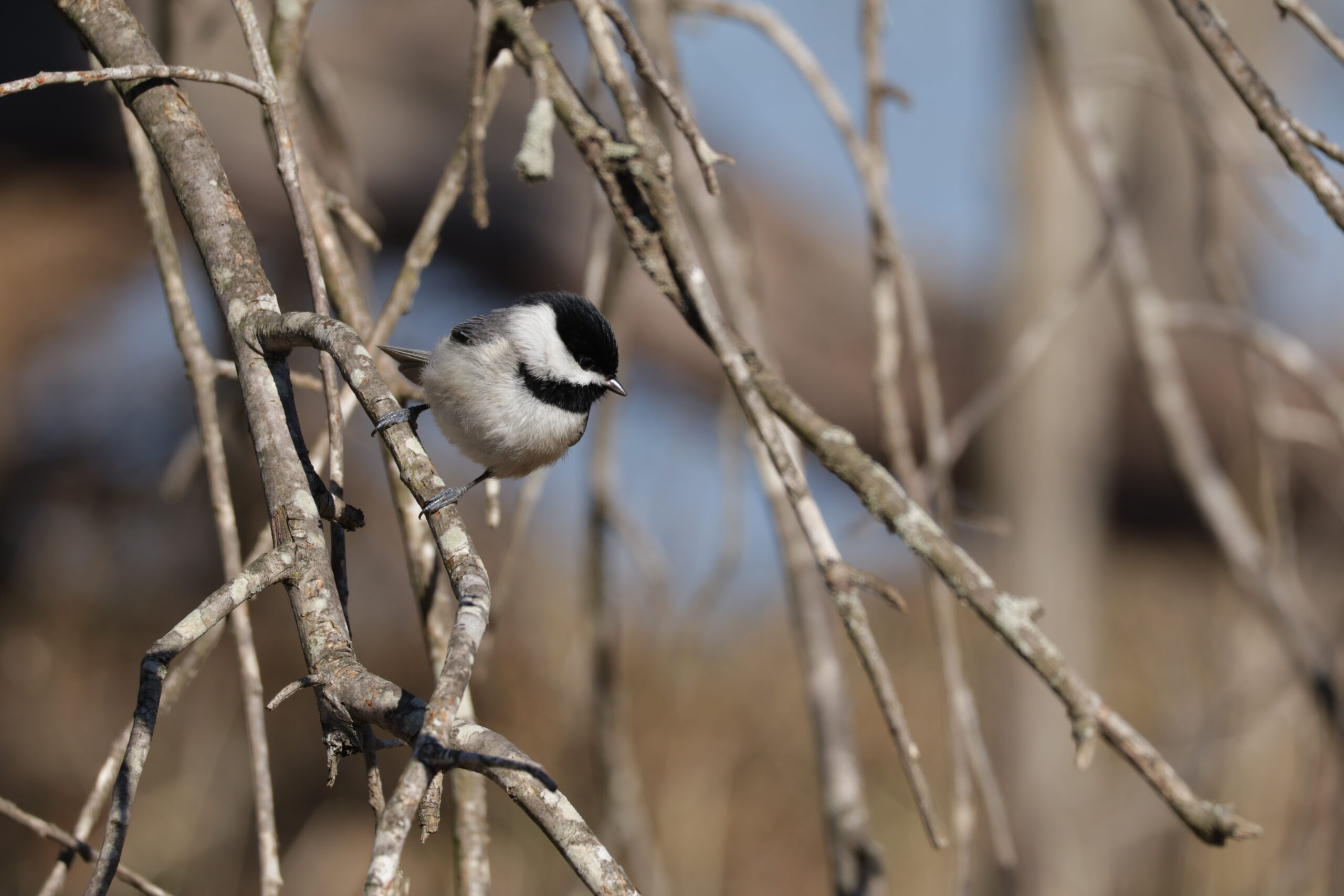 Chickadee on a Branch