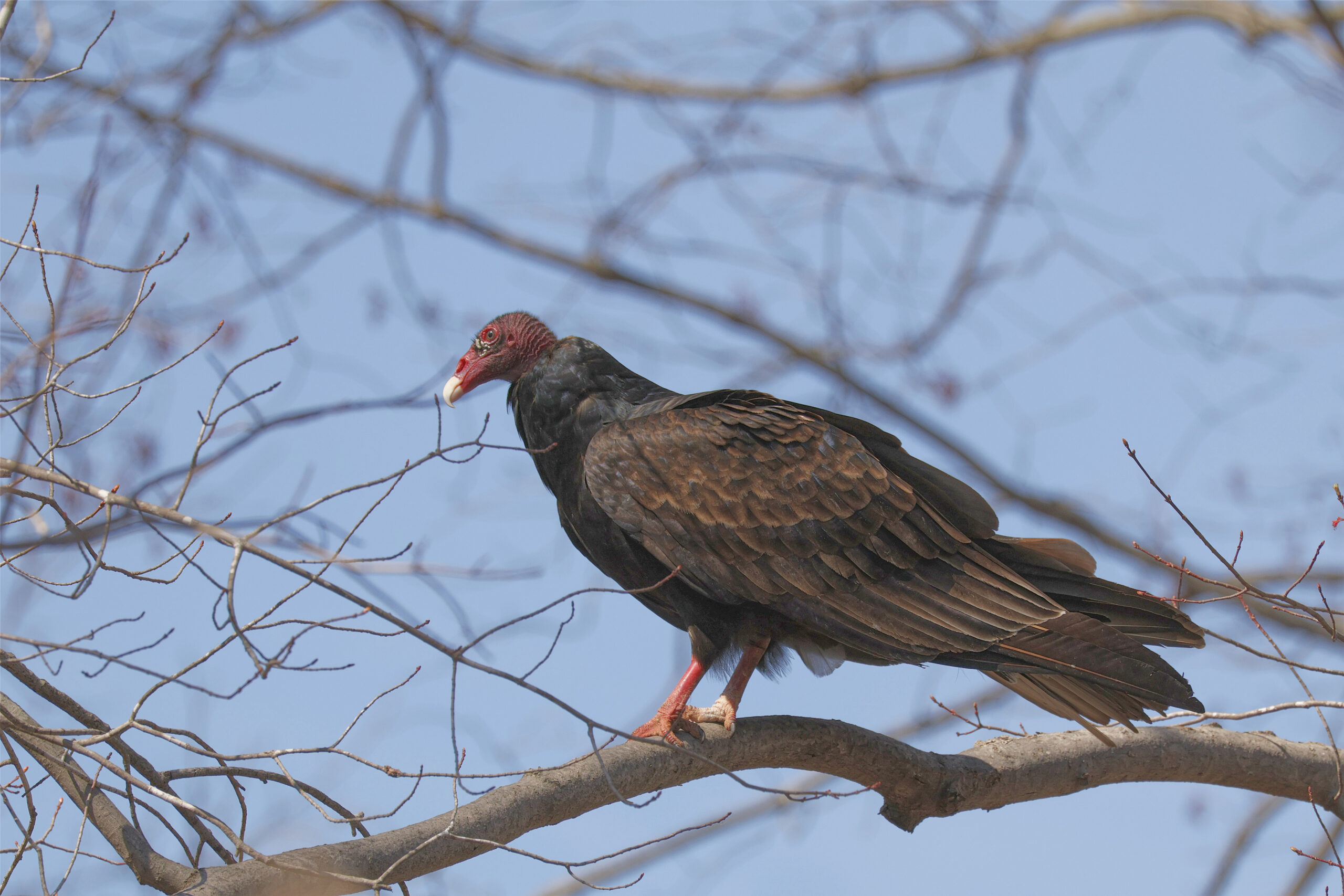 Turkey Vulture at Algonkian Park