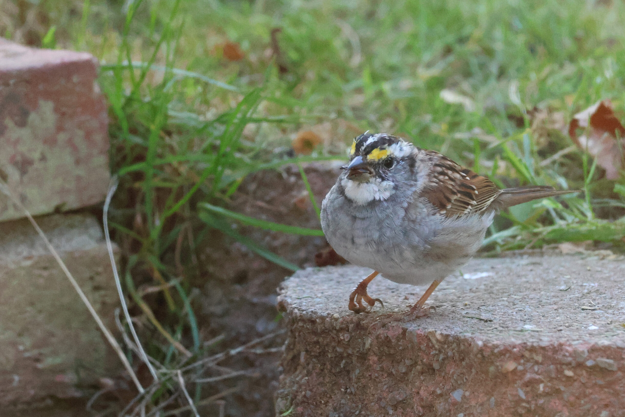 White Throated Sparrow under Freddie's Feeder