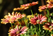Freddie's Sunroom Daisy Flowers