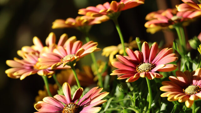 Freddie's Sunroom Daisy Flowers