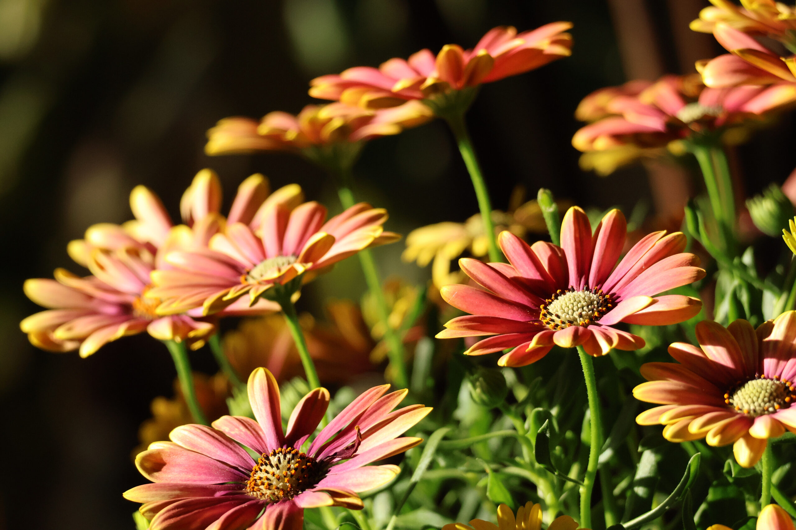 Freddie's Sunroom Daisy Flowers