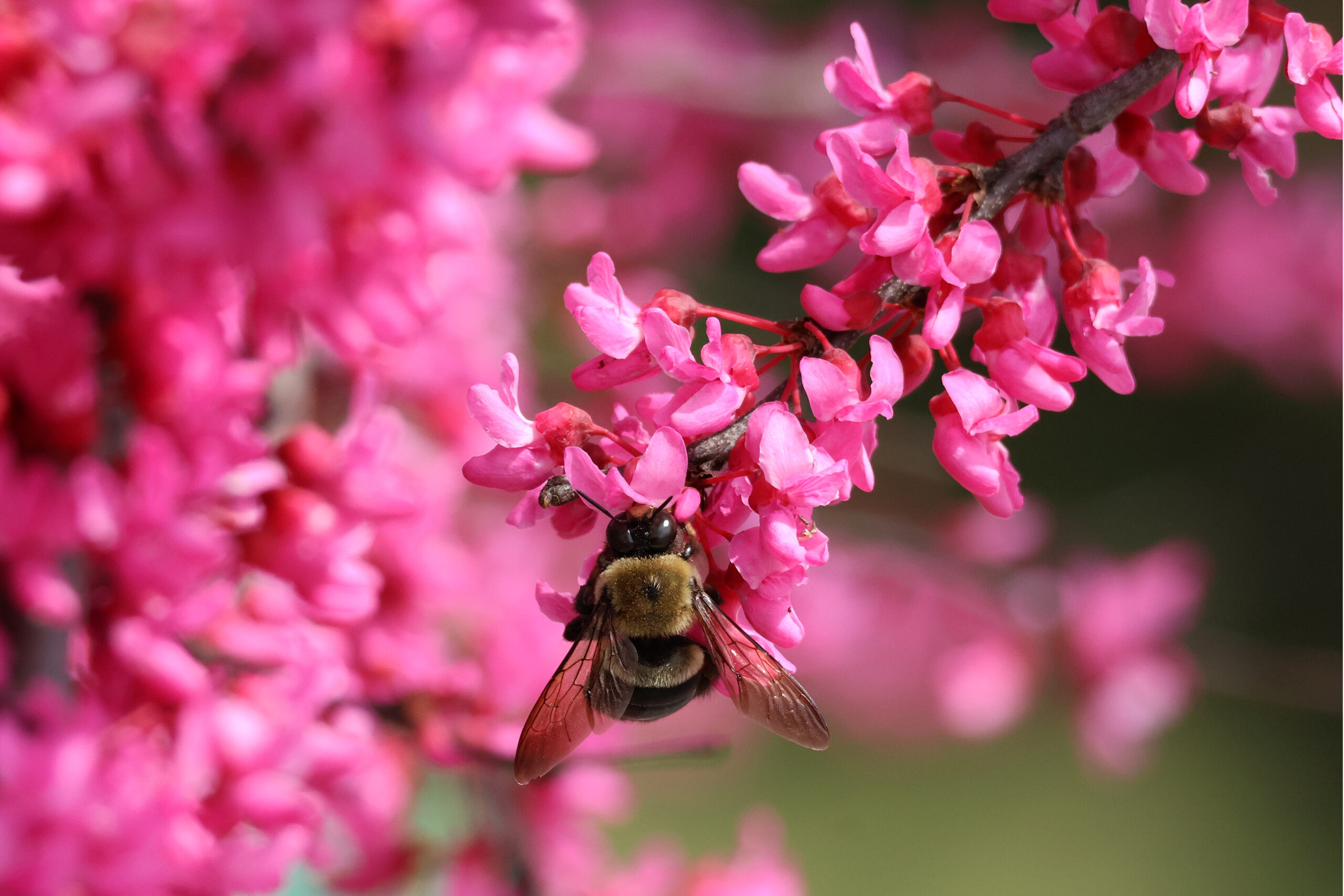 Carpenter Bee at Work 02