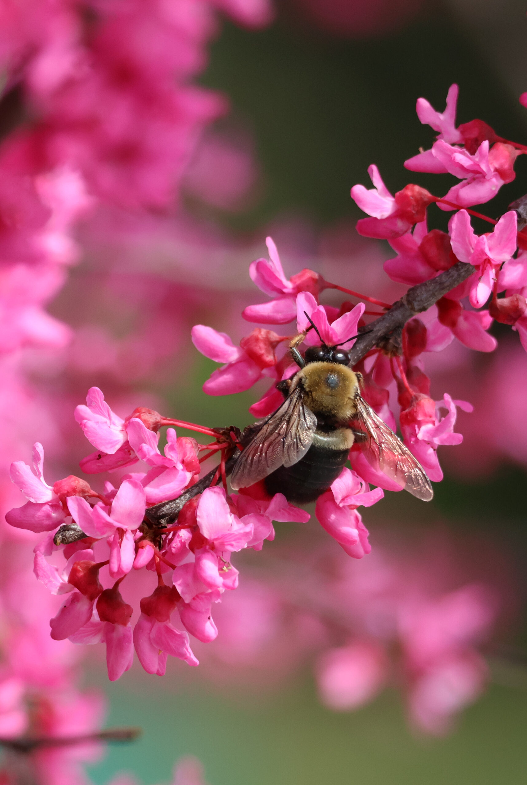 Carpenter Bee at Work 01