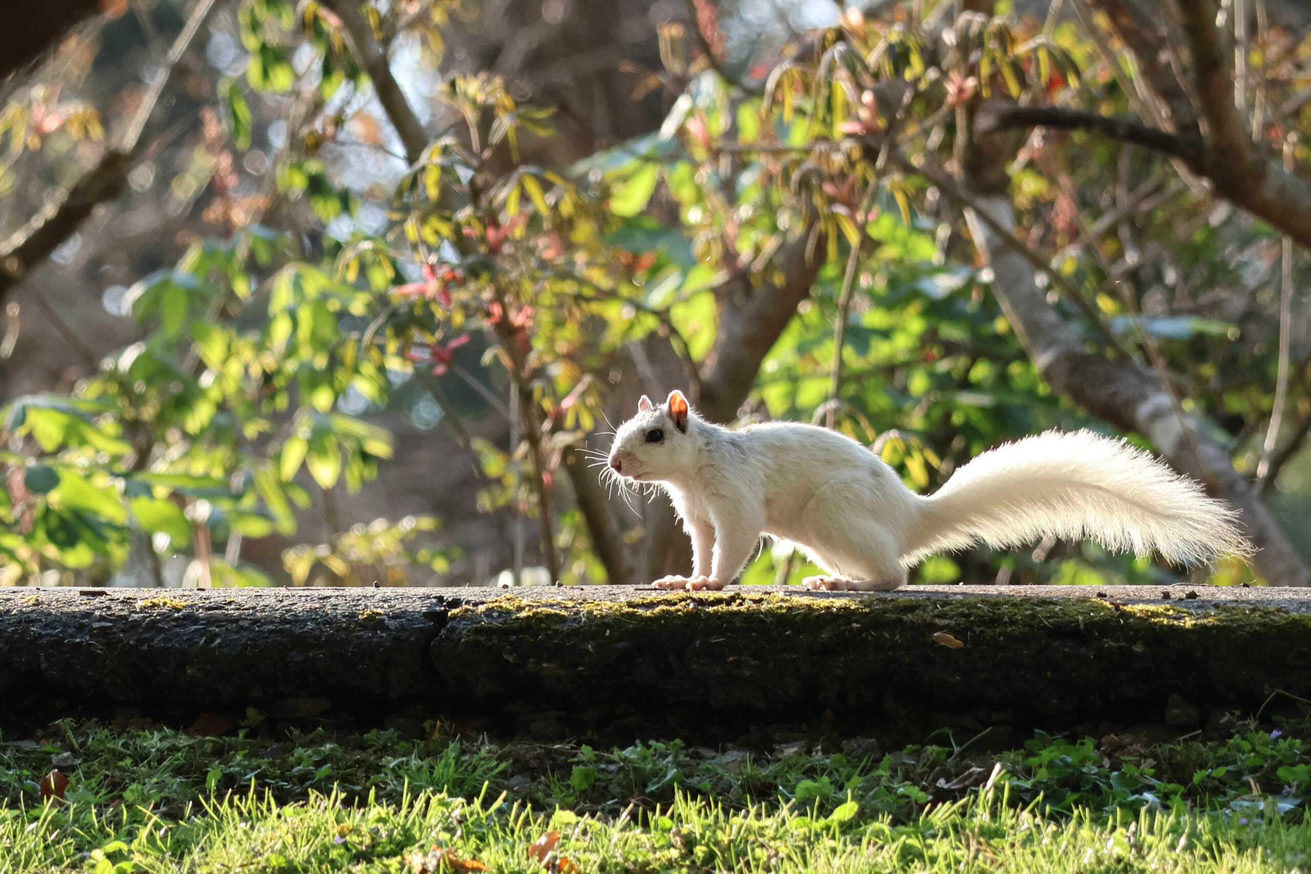 White Squirrel on a Fence