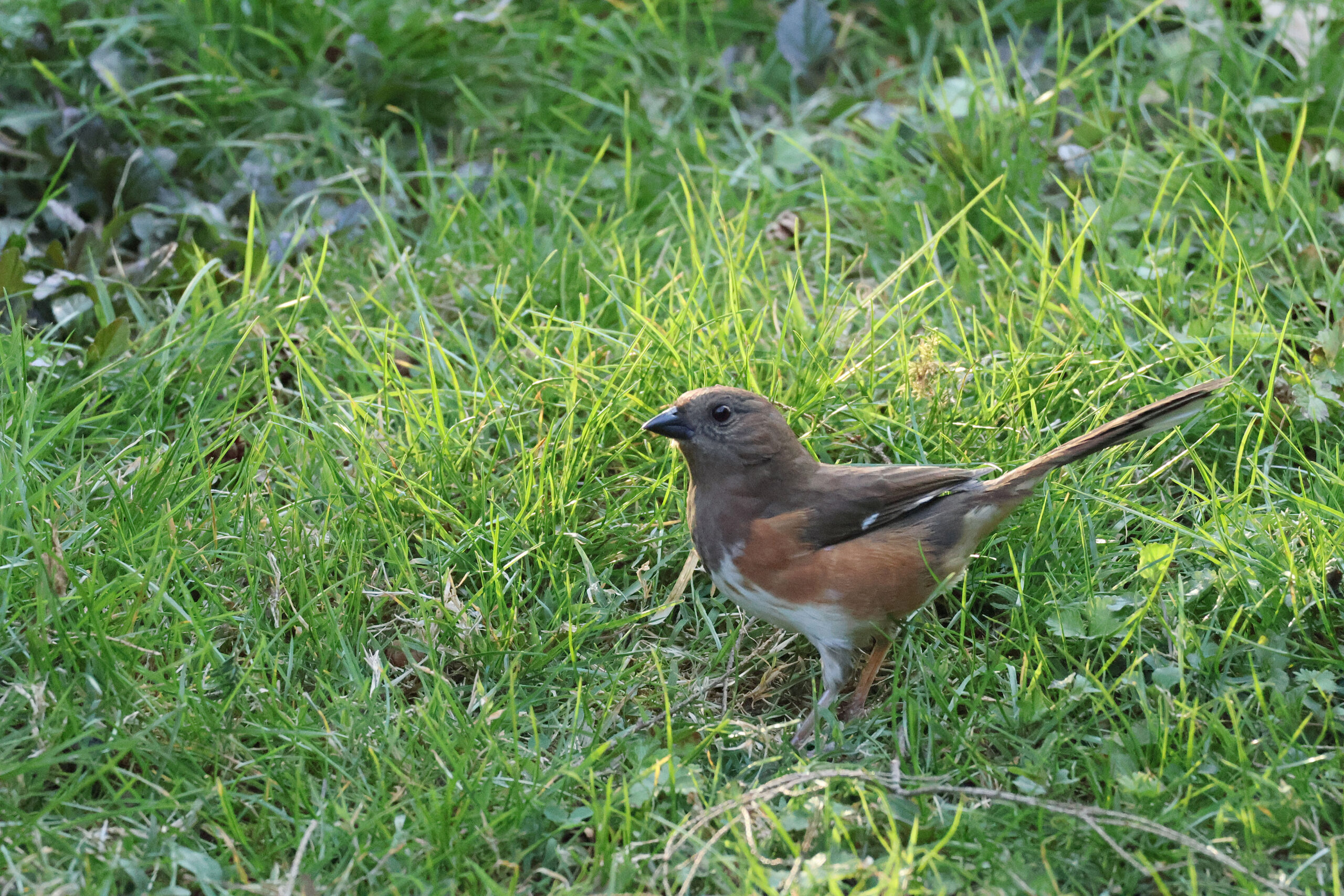 Towhee under Freddie's Feeder