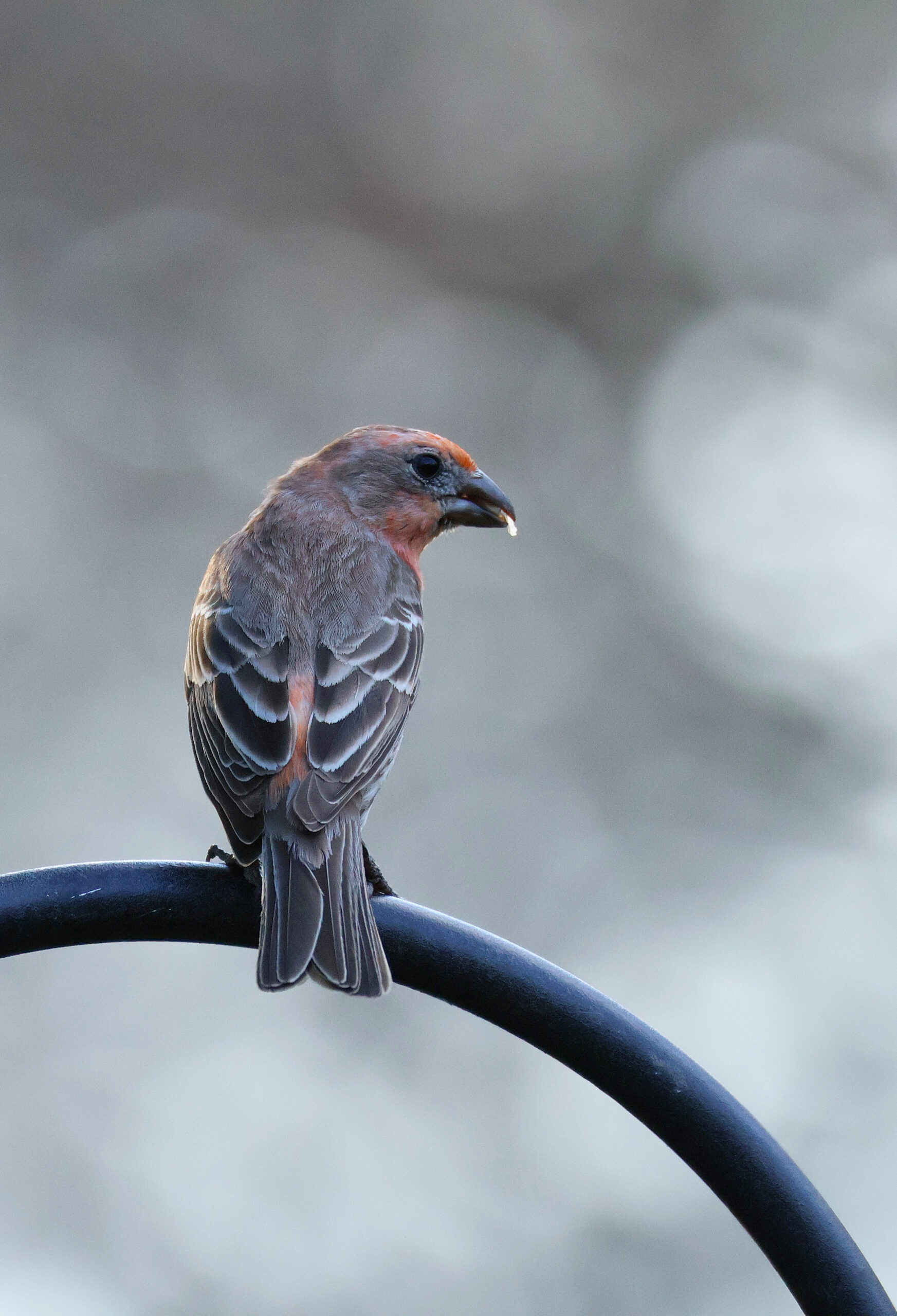 House Finch on Freddie's Feeder