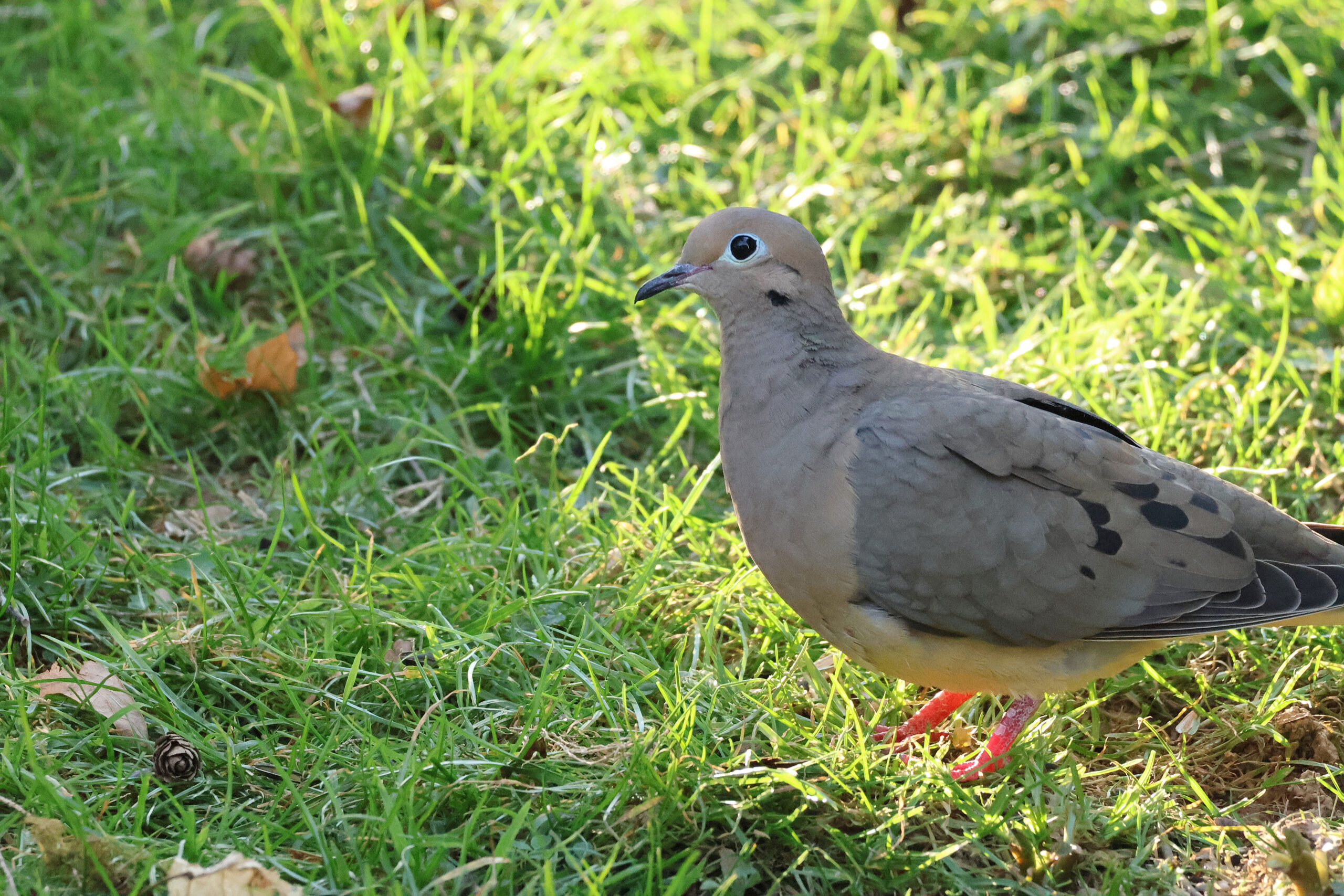 Mourning Dove Under Freddie's Feeder