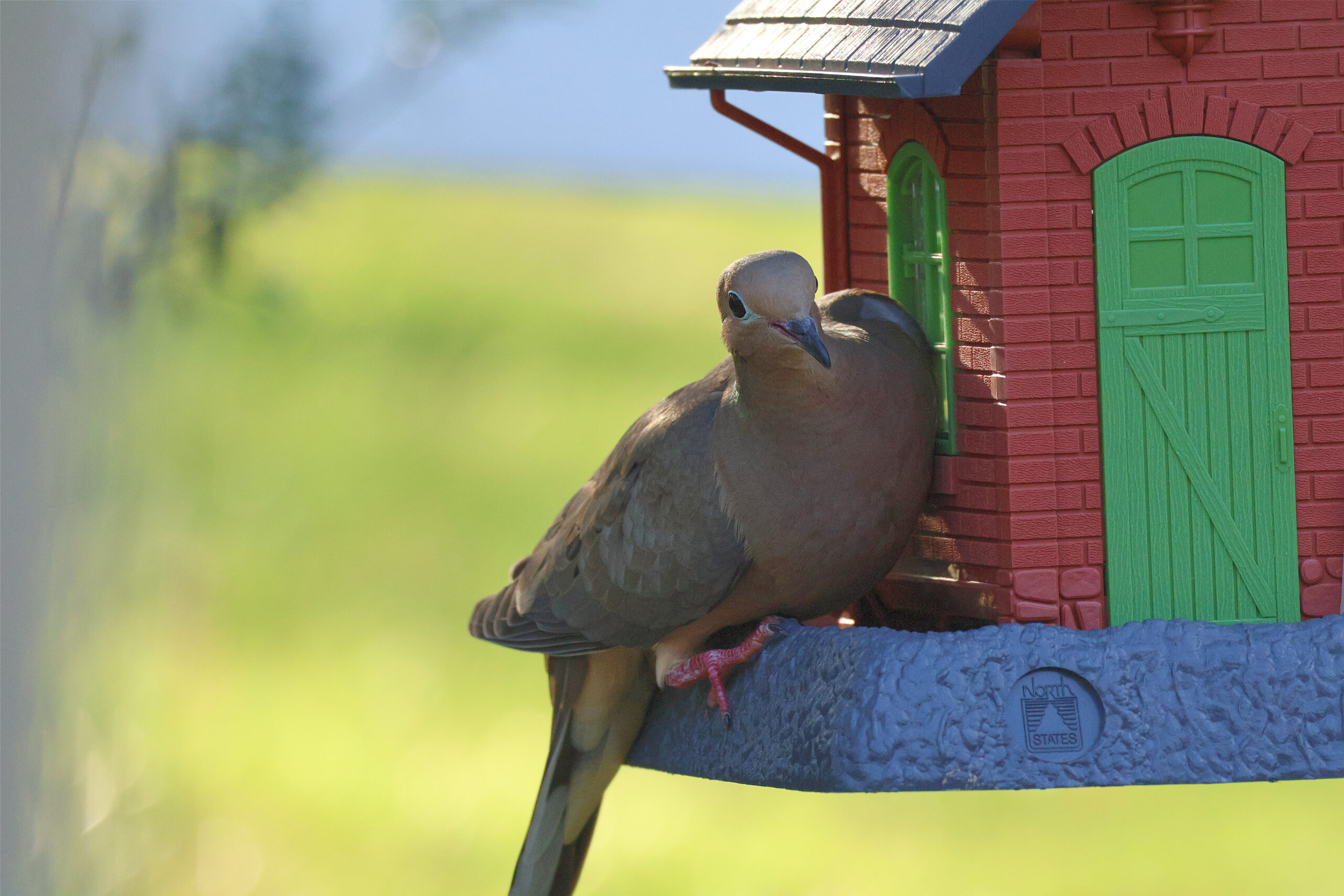 Mourning Dove on Freddie's Feeder