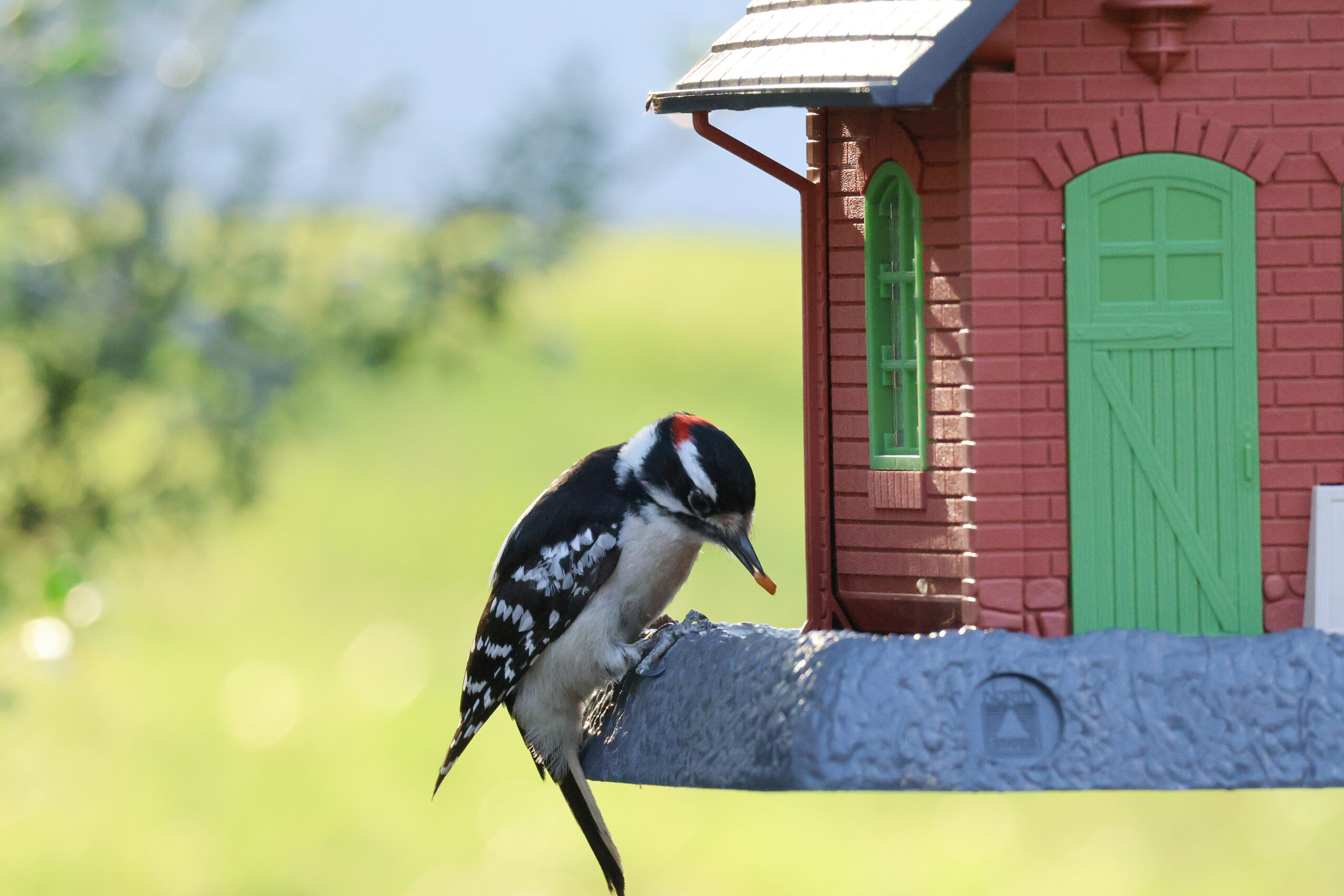 Downy Woodpecker on Freddie's Feeder