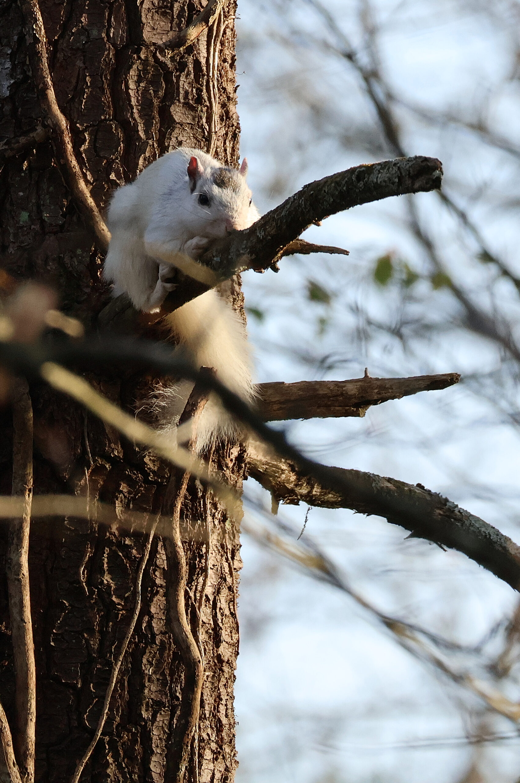 White Squirrel Relaxing on Limb
