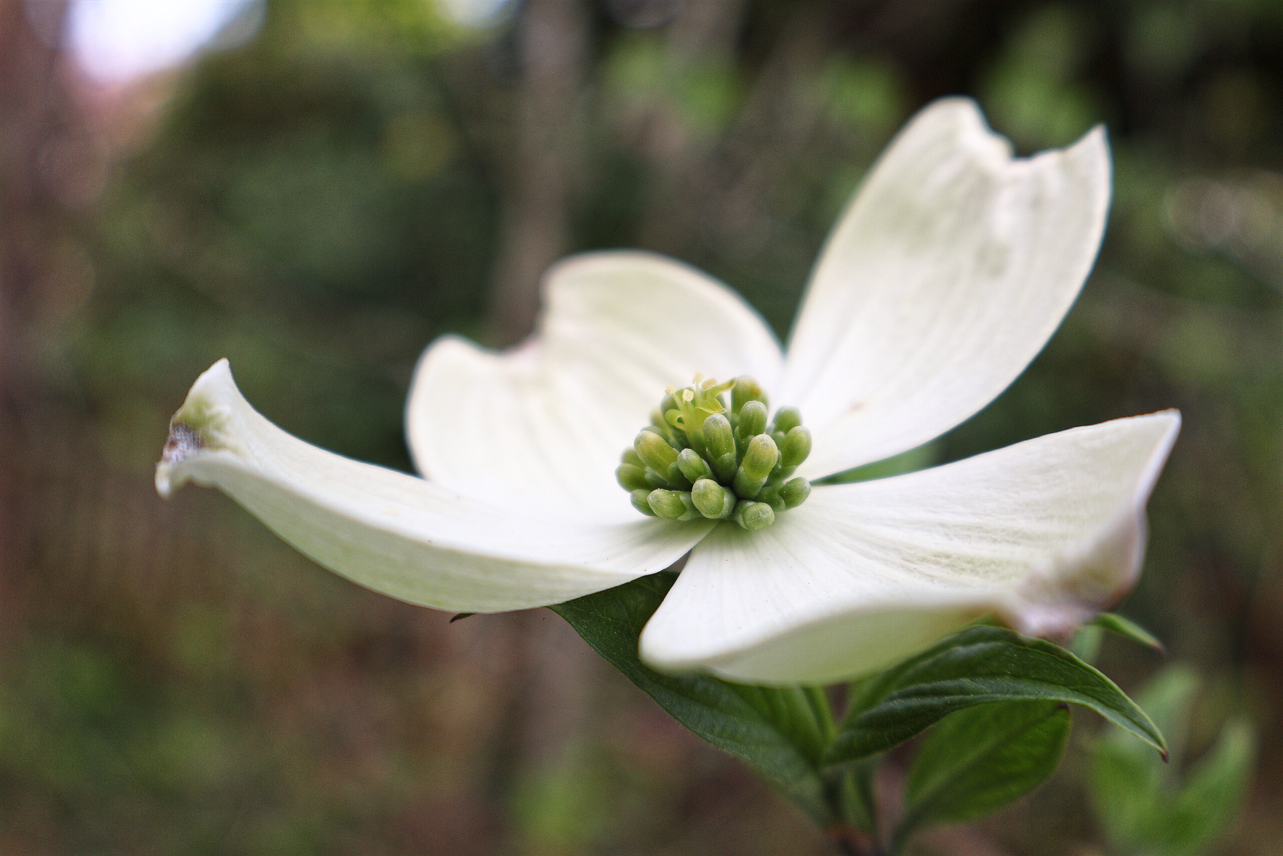 Single Dogwood Bloom